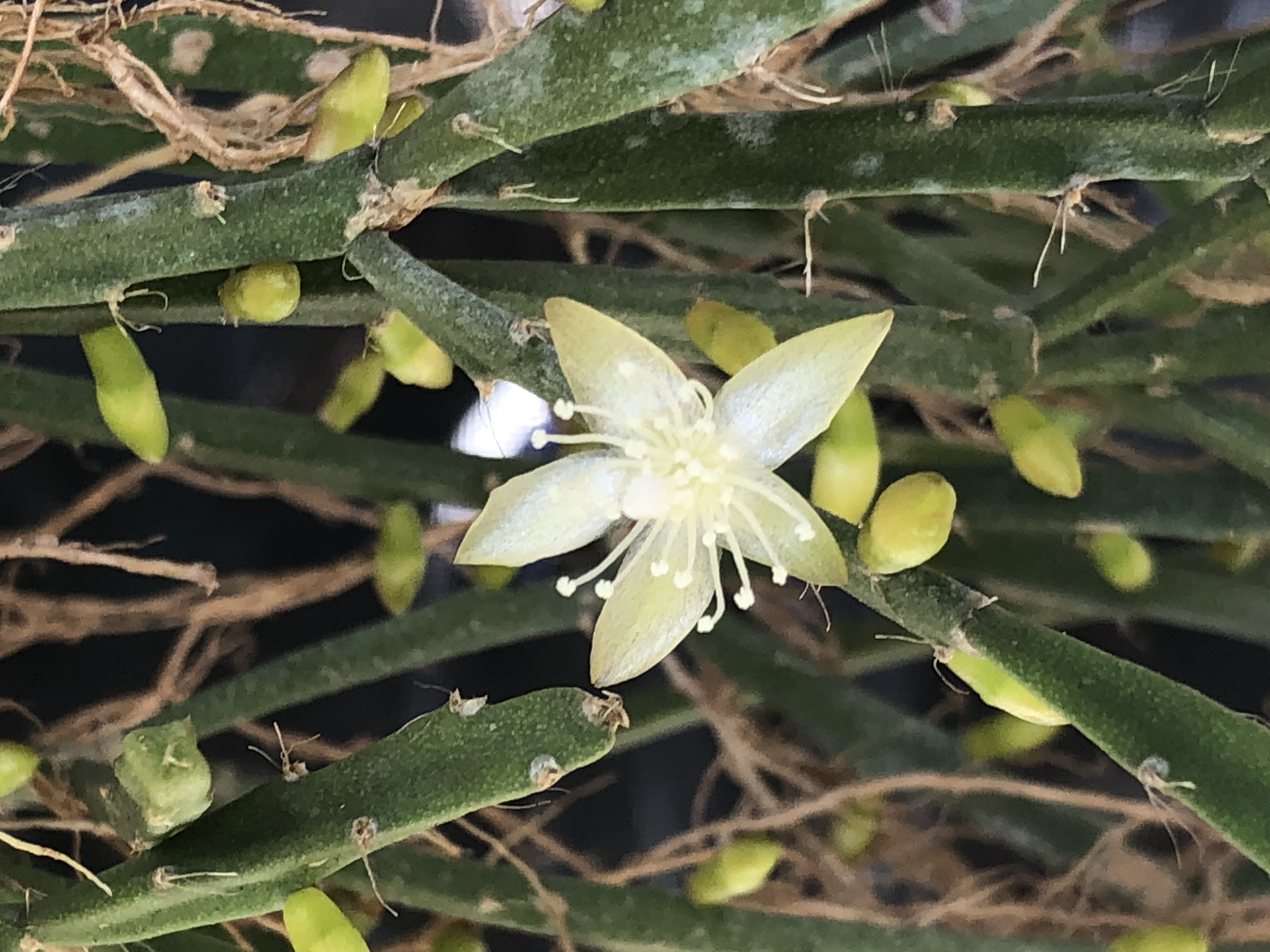 http://www.cloudjungle.com/cloudjungle/Cactaceae/Rhipsalis/Rhipsalis RHIP11142016-1 flower1.jpeg